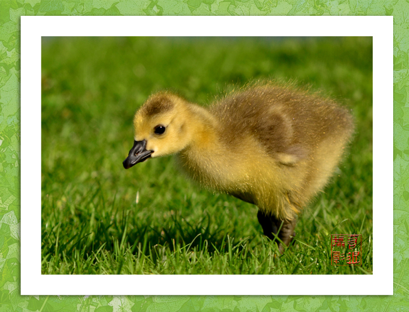 a baby geese