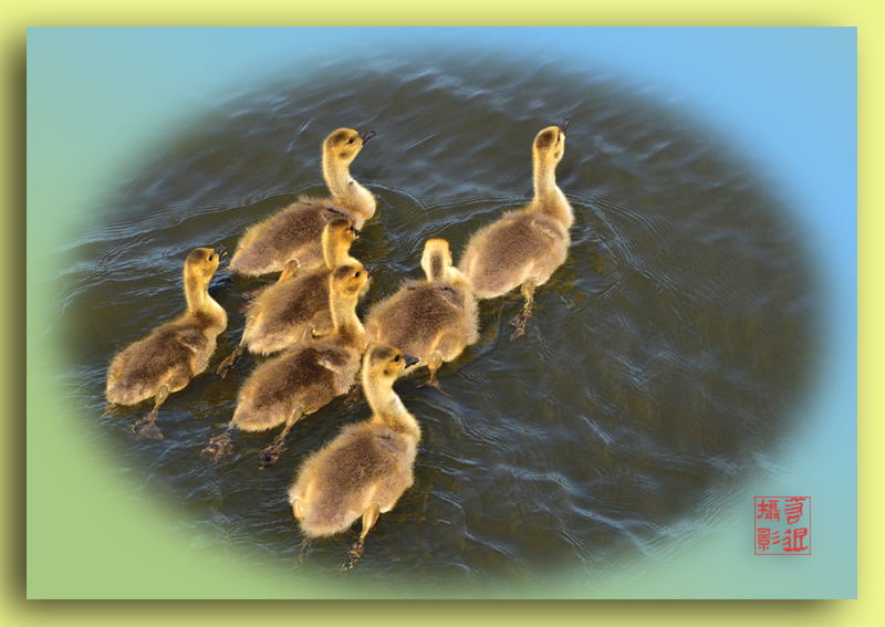 baby geese swimming