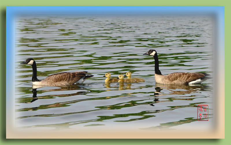 a geese family