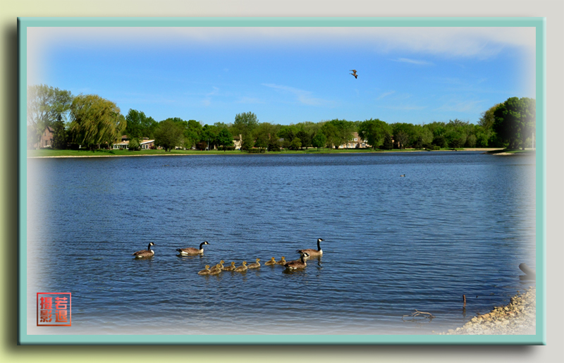 lake view of geese