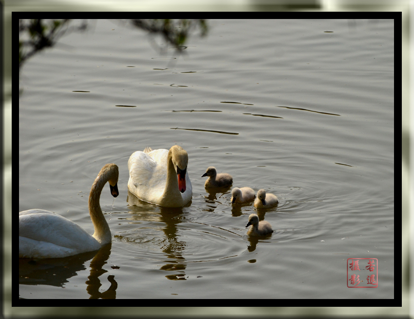 swan family 1