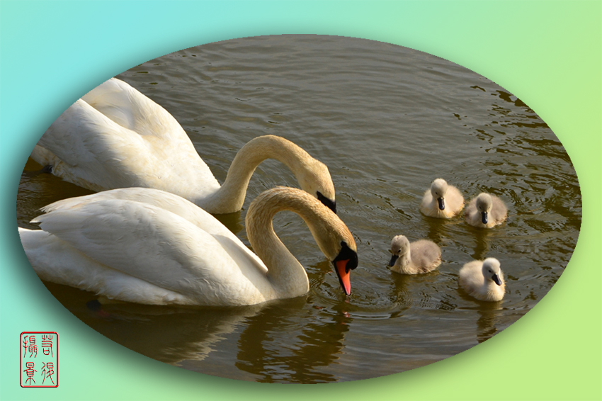 swan family 2