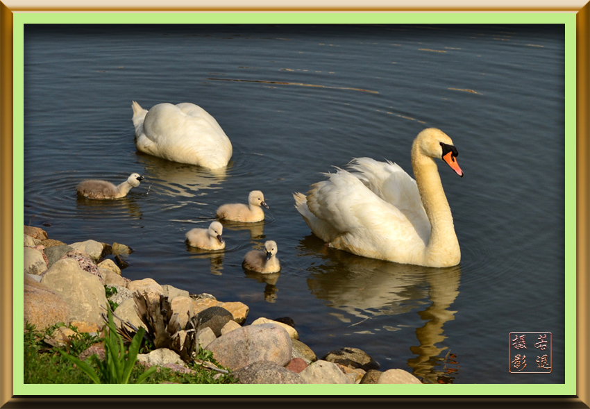 swan family 3