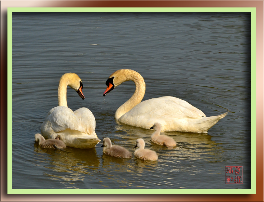 swan family 4