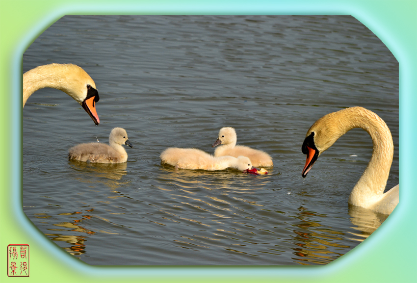 swan family 5