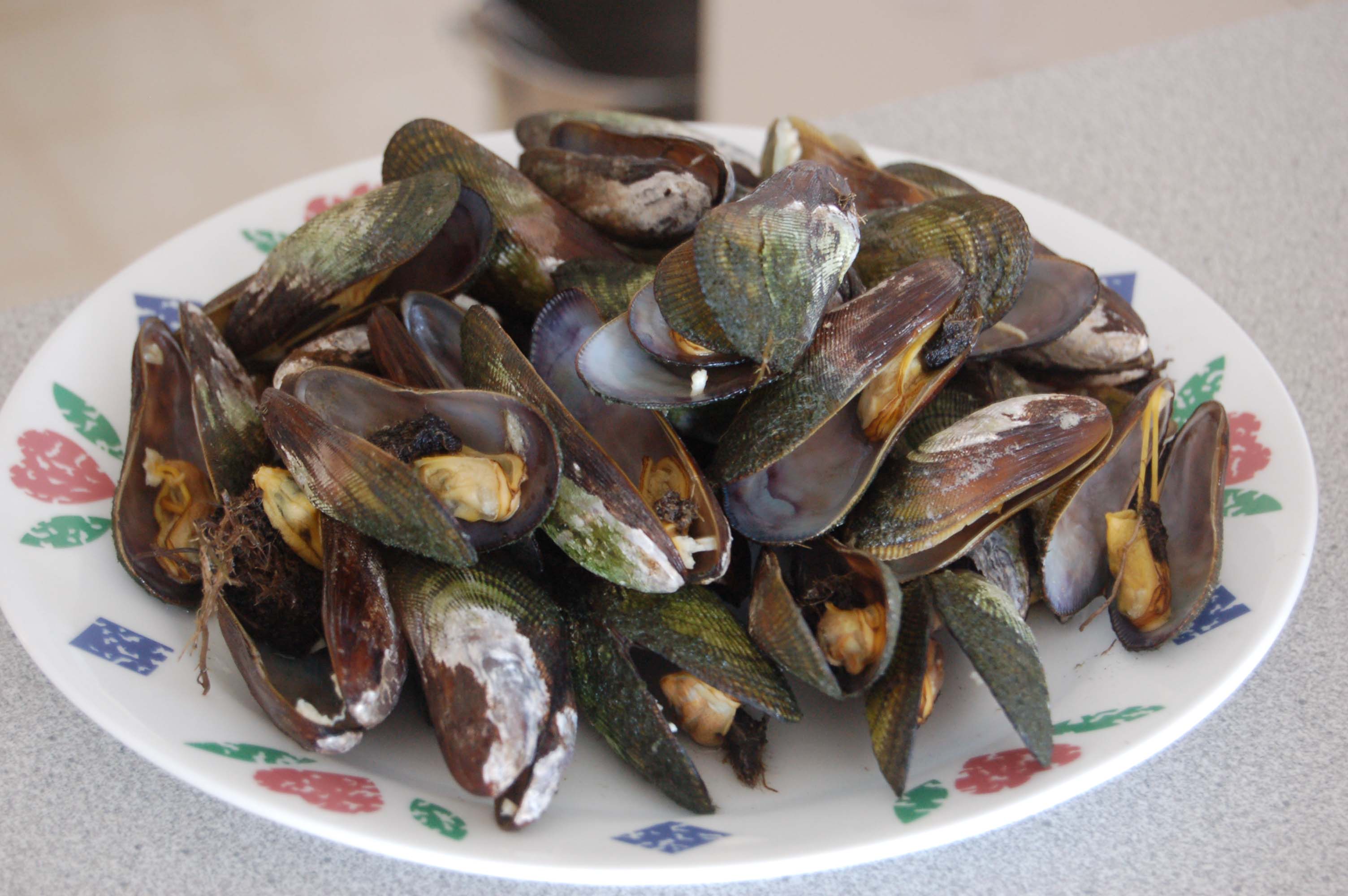 mussel(ݱ)
