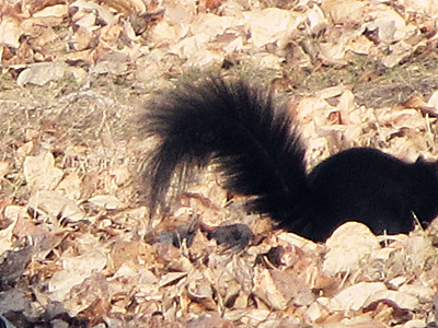 Cute little squirrel13