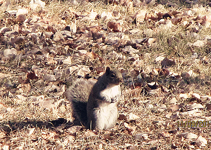 Cute little squirrel15