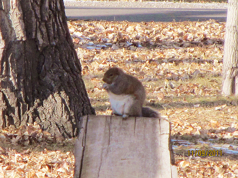 Cute little squirrel17