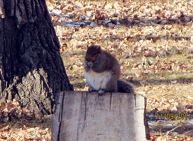 Cute little squirrel18