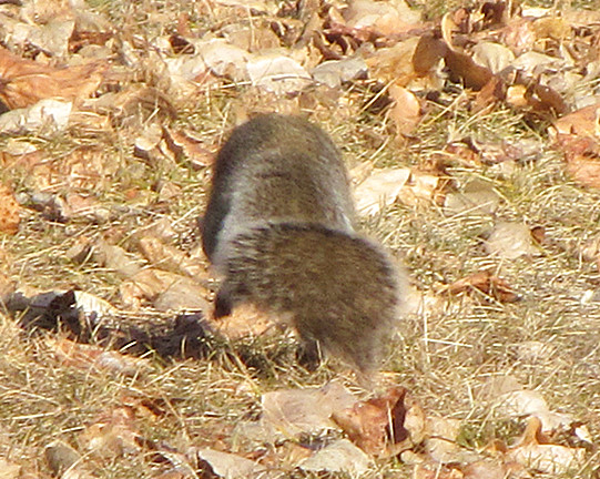 Cute little squirrel20