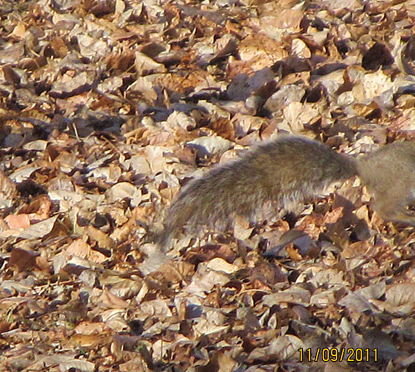 Cute little squirrel21
