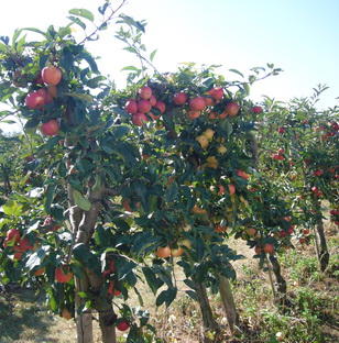 苹果树 苹果树