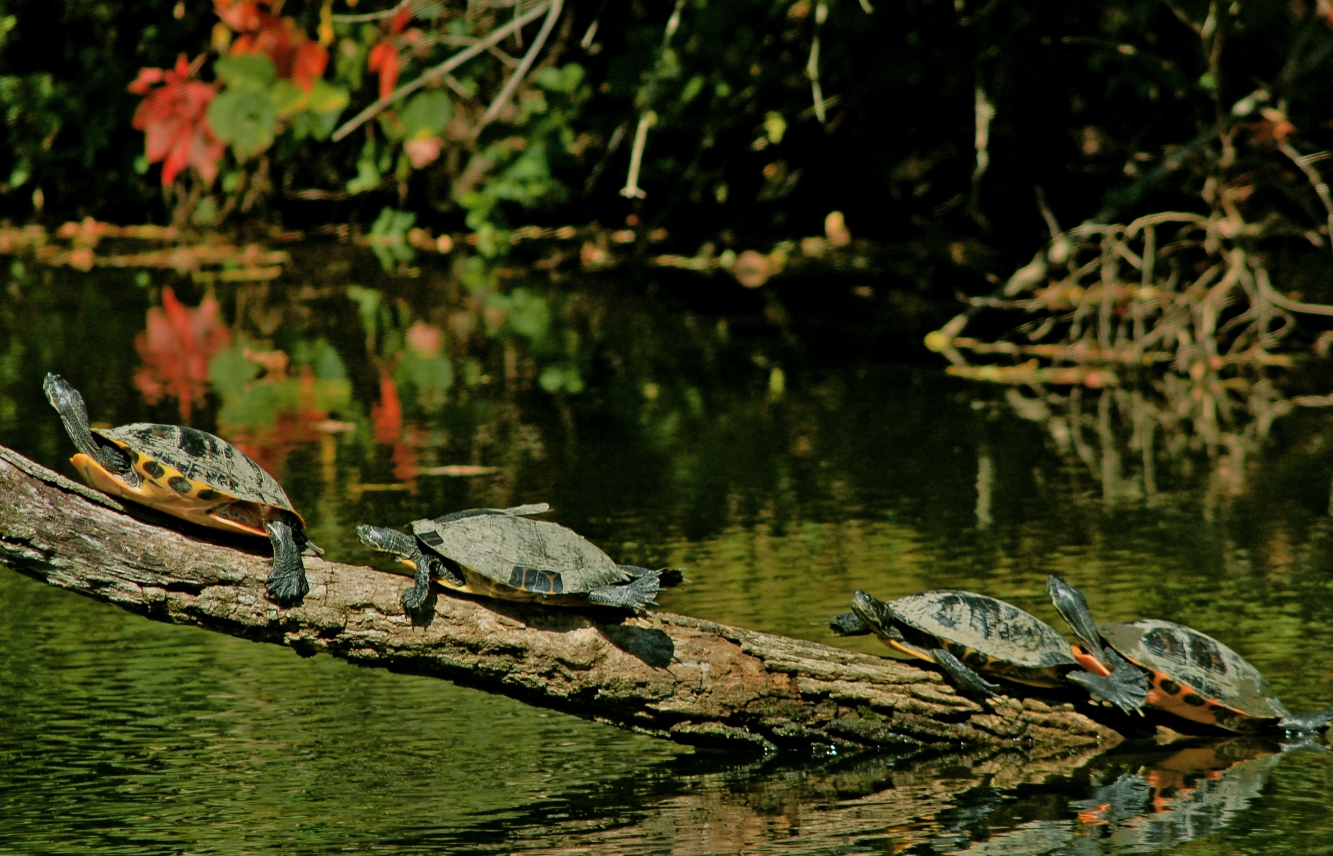 乌龟不傻（外一篇）-幼河-万维博客-万维读者网（电脑版）