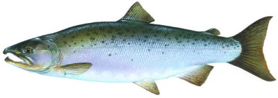 Silver salmon-coho-salmon.jpg