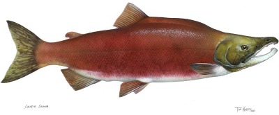 Red-salmon-sockeye-spawn.jpg