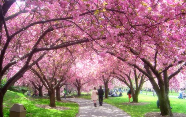 cherry-blossoms-brooklyn-botanic-garden_650-for-website4.2.15.jpg
