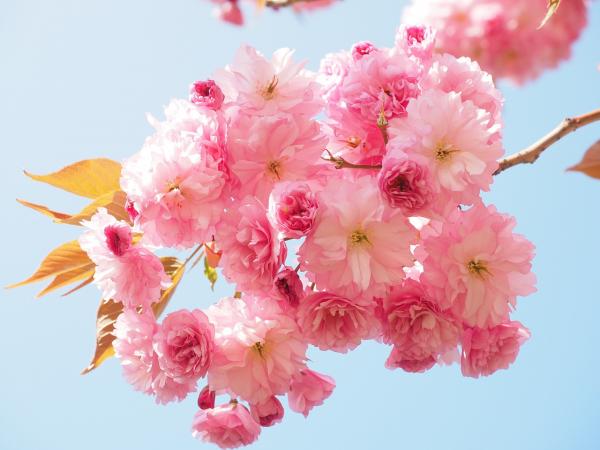 cherry-blossom-1260641_1280.jpg