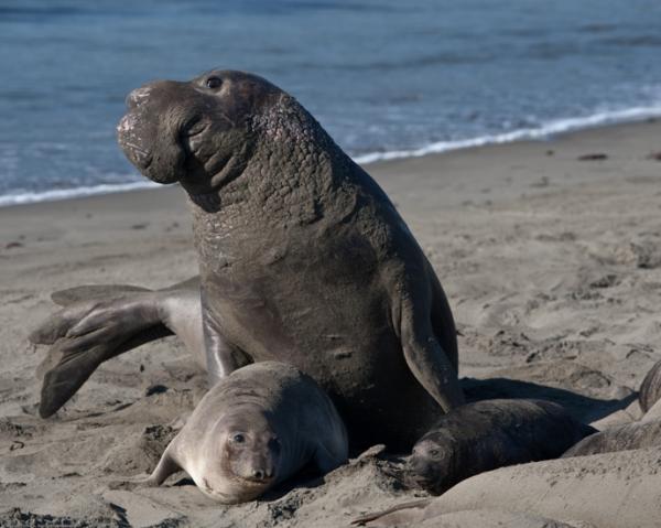Mating_scene_with_elevated_Alpha_Male._Elephant_Seals_of_Piedras_Blancasc.jpg