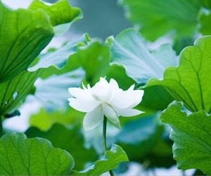 1465654667282462.jpg IMG_0513.jpg