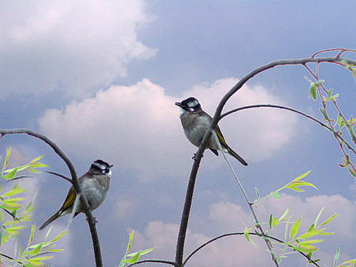 1465992345613308.jpeg image.jpeg