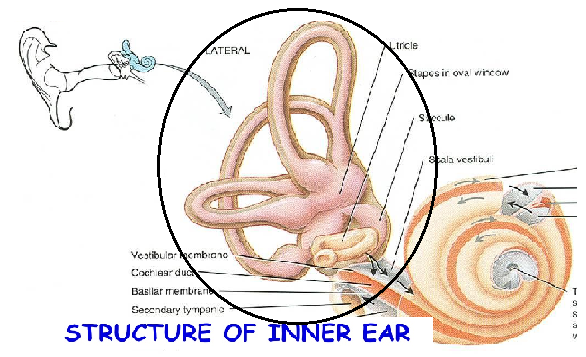 Rio symbol inner ear smaller.png