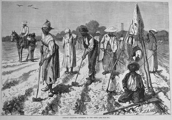 cottonculture-1875.jpg