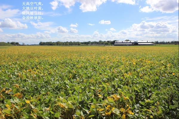 soybean.png
