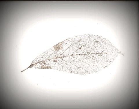 leaf skeleton.jpg