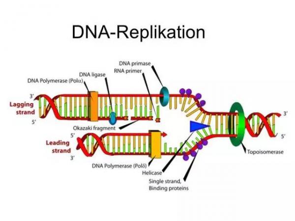 DNA replication.jpg