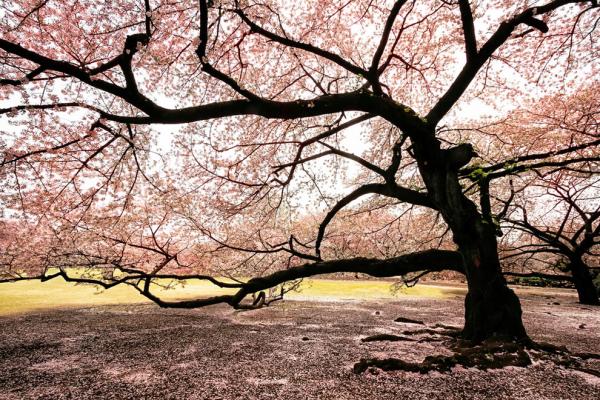 Massive-blooming-Sakura-tree.jpg