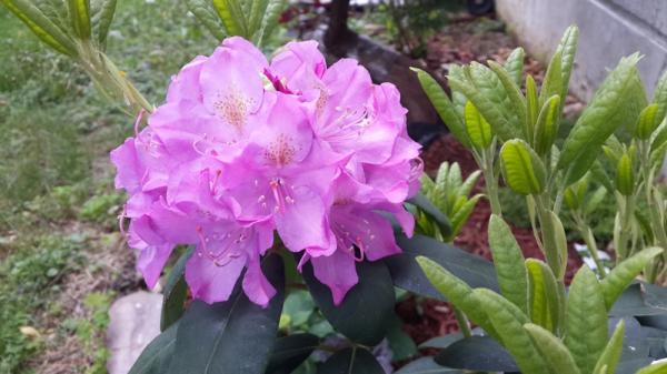 pic8-rhododendron.jpg