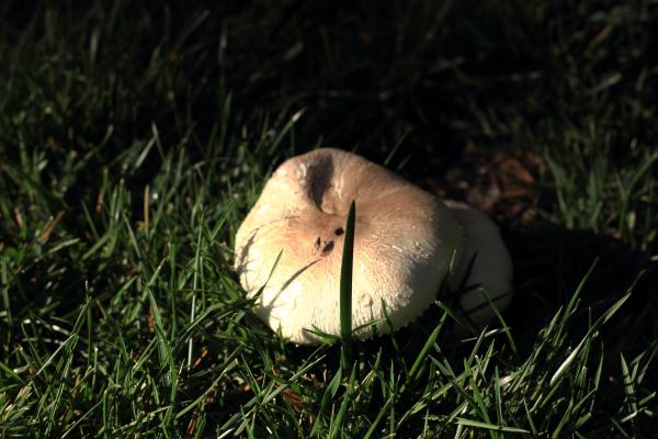 mushroom.JPG