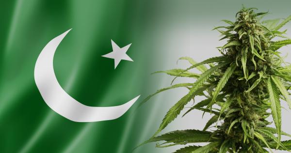 26-cannabis-in-Pakistan_4K.jpg