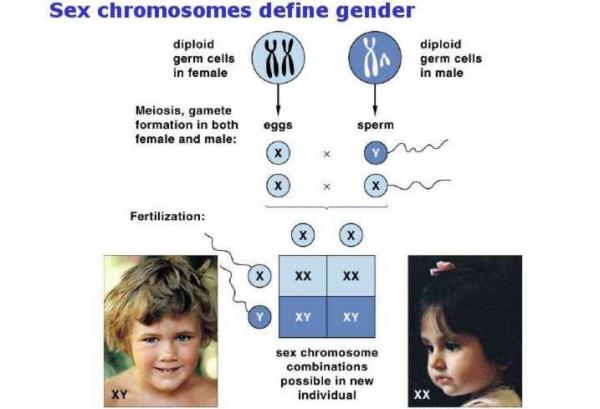 sex-chromosomes-define-gender-xx-xy.jpg