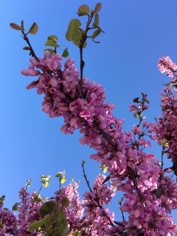 Spring Flower. Fresno.JPG