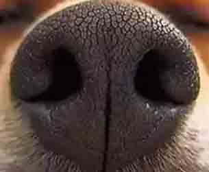dog nose1.jpg