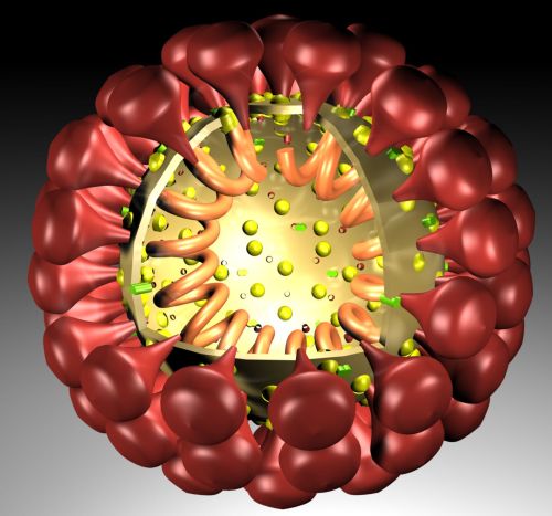 Coronaviruses1.jpg