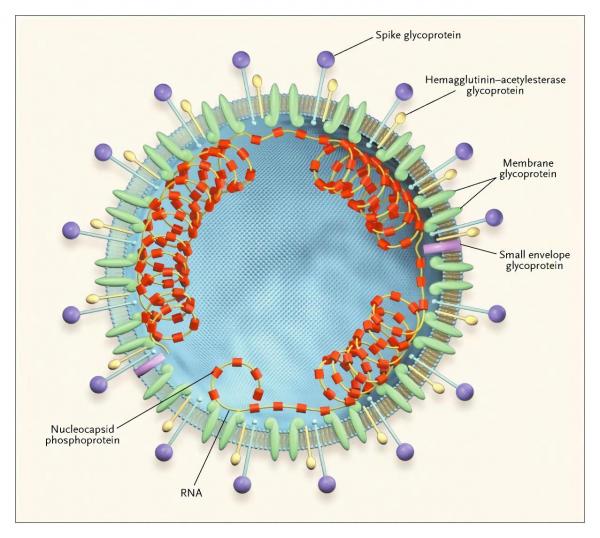 SARS Coronaviruses.jpg