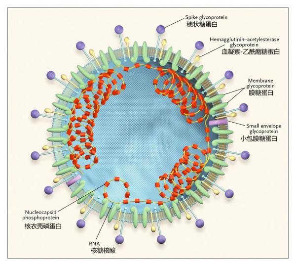 SARS Coronaviruses .jpg.png