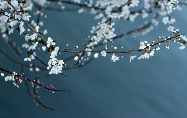 fpic9874_sc115.com.jpg