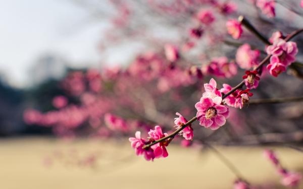 Japan-park-pink-flowers-plum_1920x1200.jpg