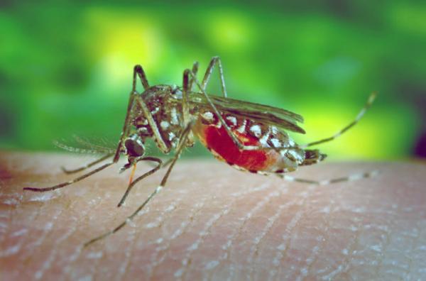 Aedes_aegypti_bloodfeeding_CDC_Gathany0001.JPG