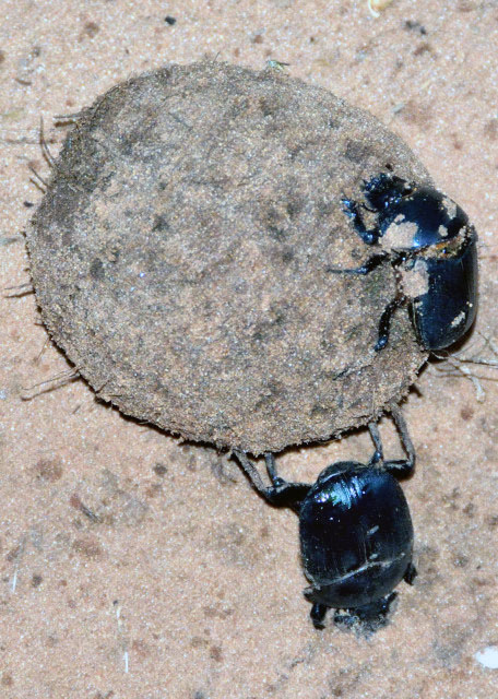 2014-01-08_Dung Beetles0001.JPG
