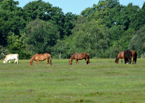 2016-07-19_New Forest Natl Park_Horse0001.JPG