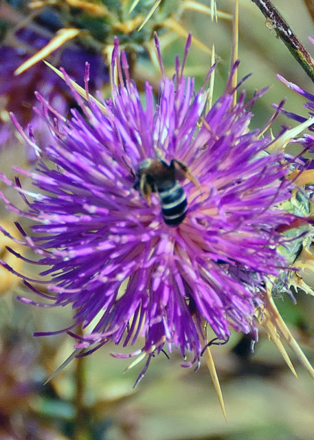 2015-06-20_Bee in Globe Thistle0001.JPG
