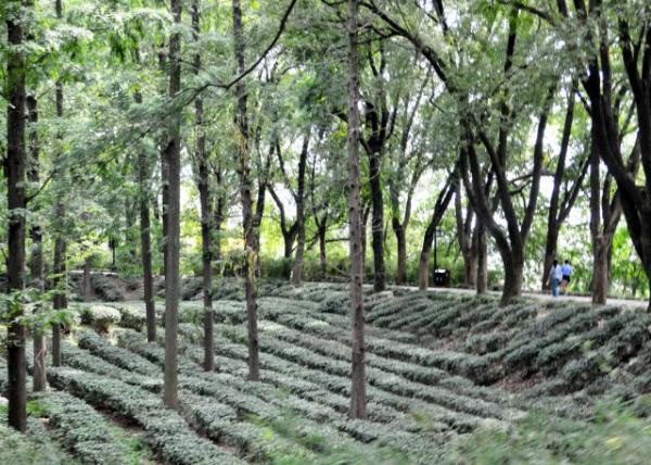 2019-07-24_Tea Plantation-10001.JPG
