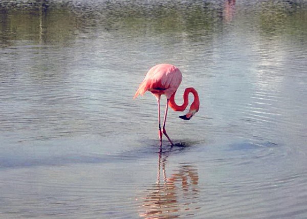 04-04-13_ Flamingo-10000100010001.JPG