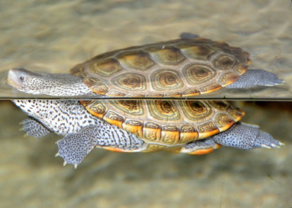 2013-06-23_Yearling Loggerhead Sea Turtle0001.JPG