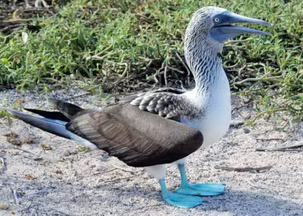 04-04-13_ Blue-footed Booby-4000100010001.JPG